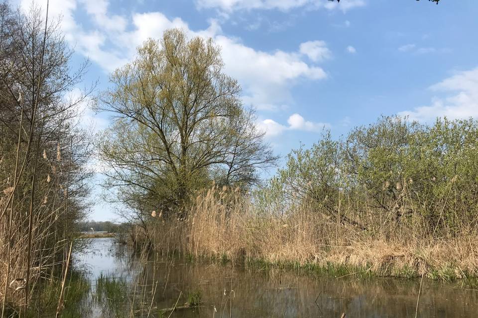 Grand Marais étang de dombes