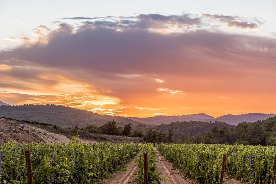 Vignes du domaine