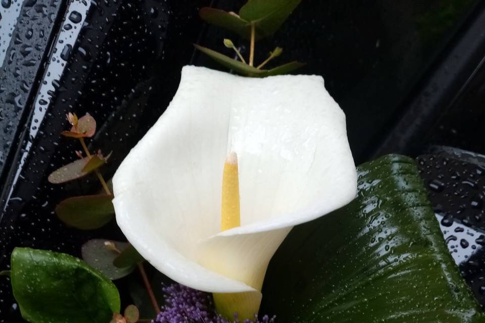 A Fleur de Lys
