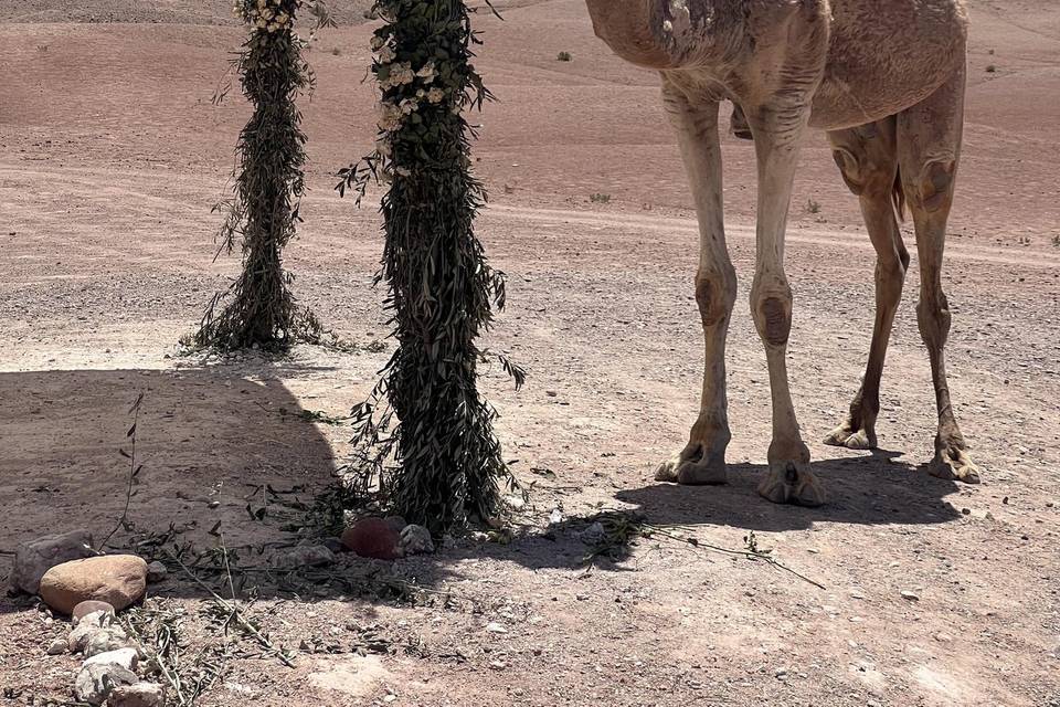 Mariage dans le désert