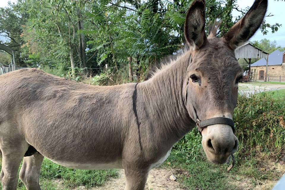 La mascotte Antoine