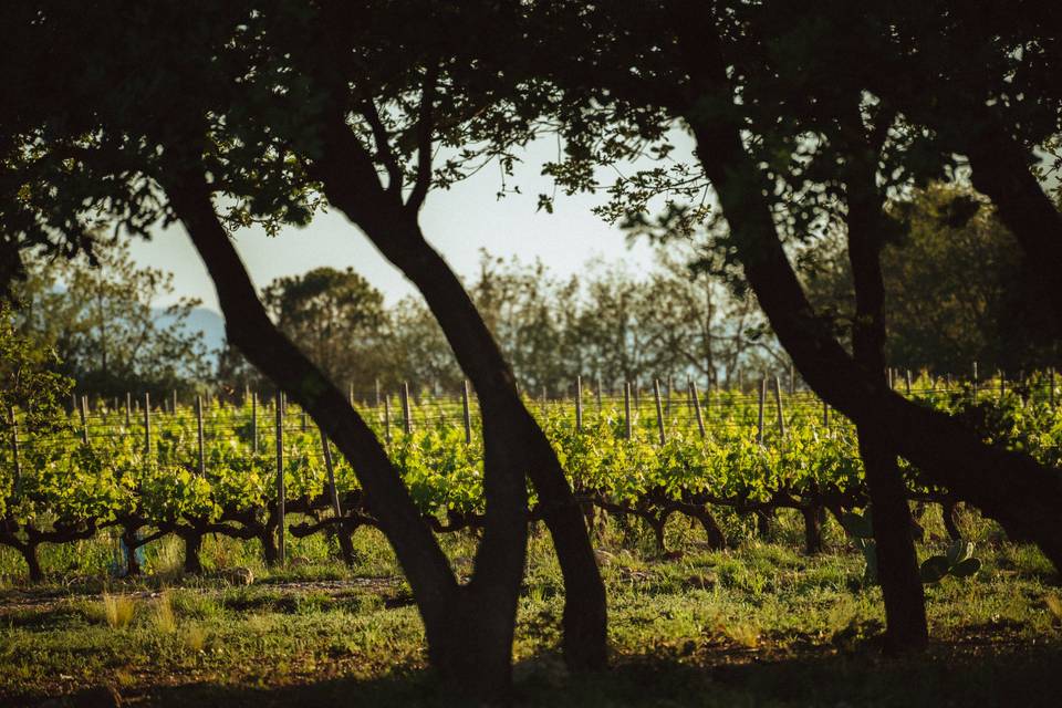 Domaine Sol Payré