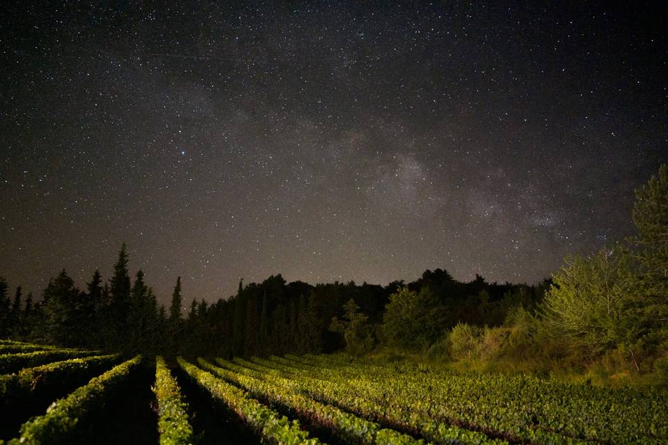 Ciel étoilé au-dessus des vignes
