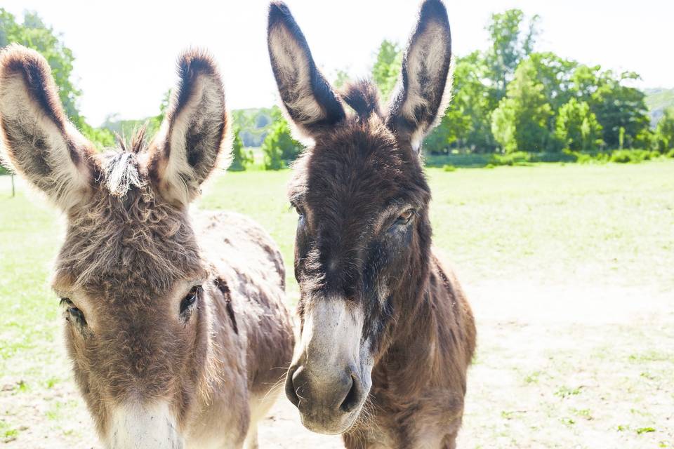 Nos amis du Domaine