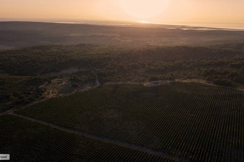 Vignoble entourant la bergerie