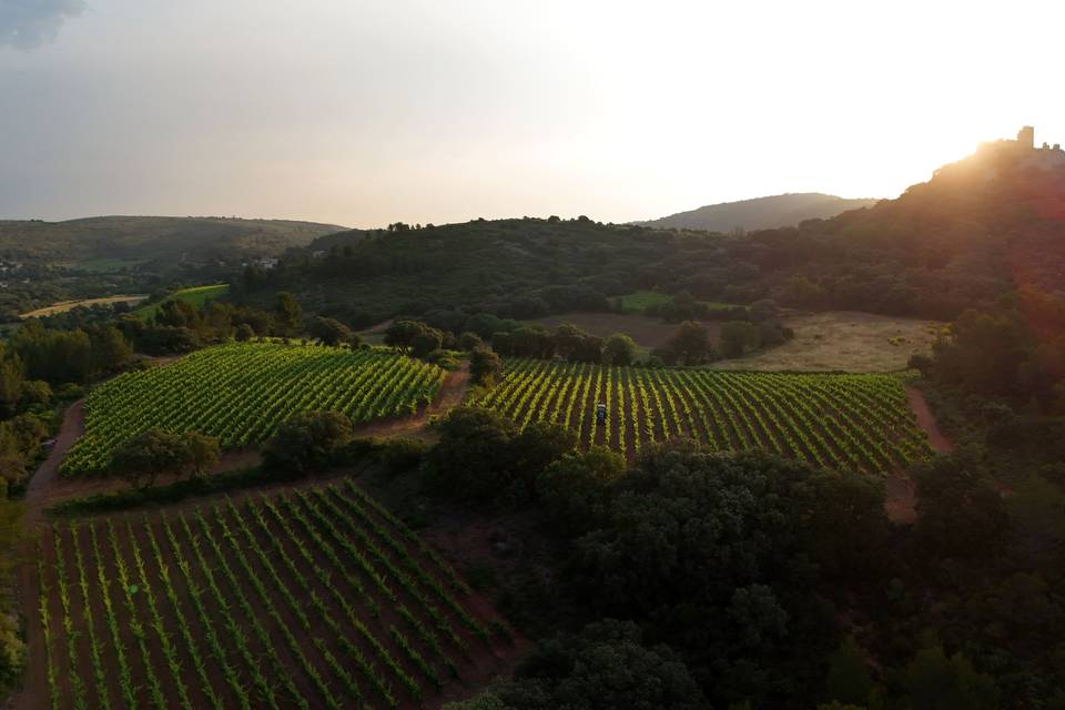 Les vignes