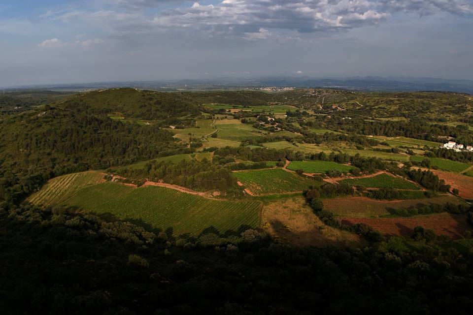 Les vignes