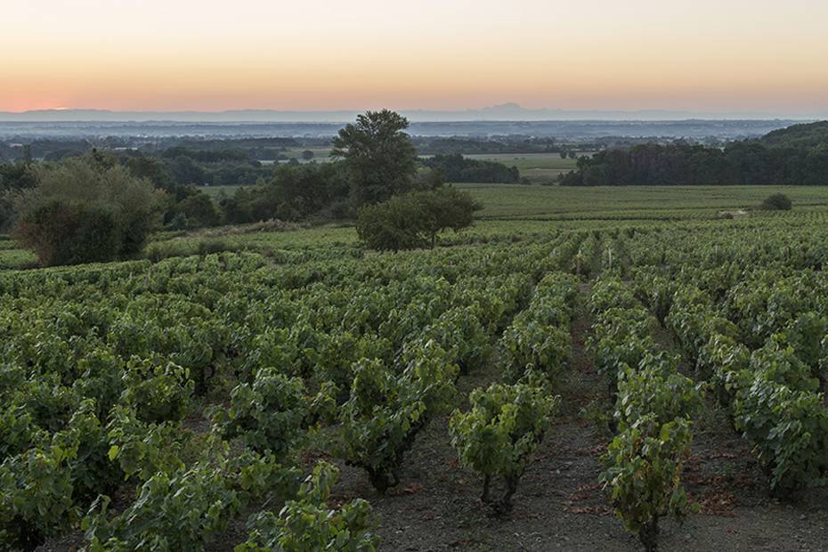 Entouré de ses vignes