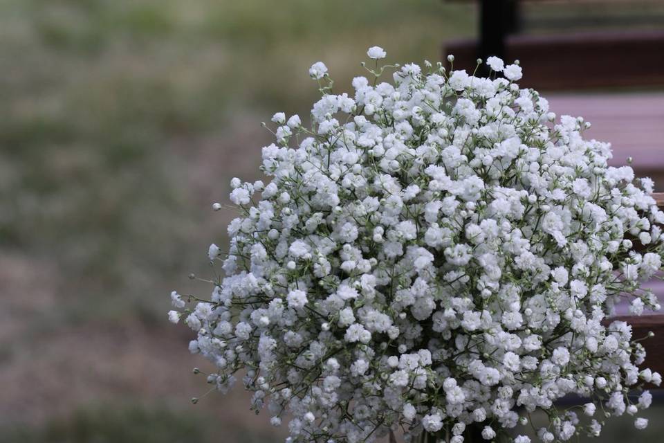 Gypsophile