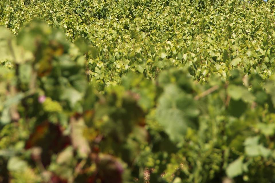 Madone et vignes du chateau