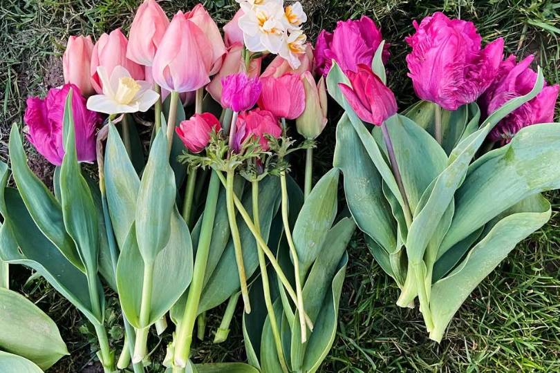 Premières fleurs de la saison