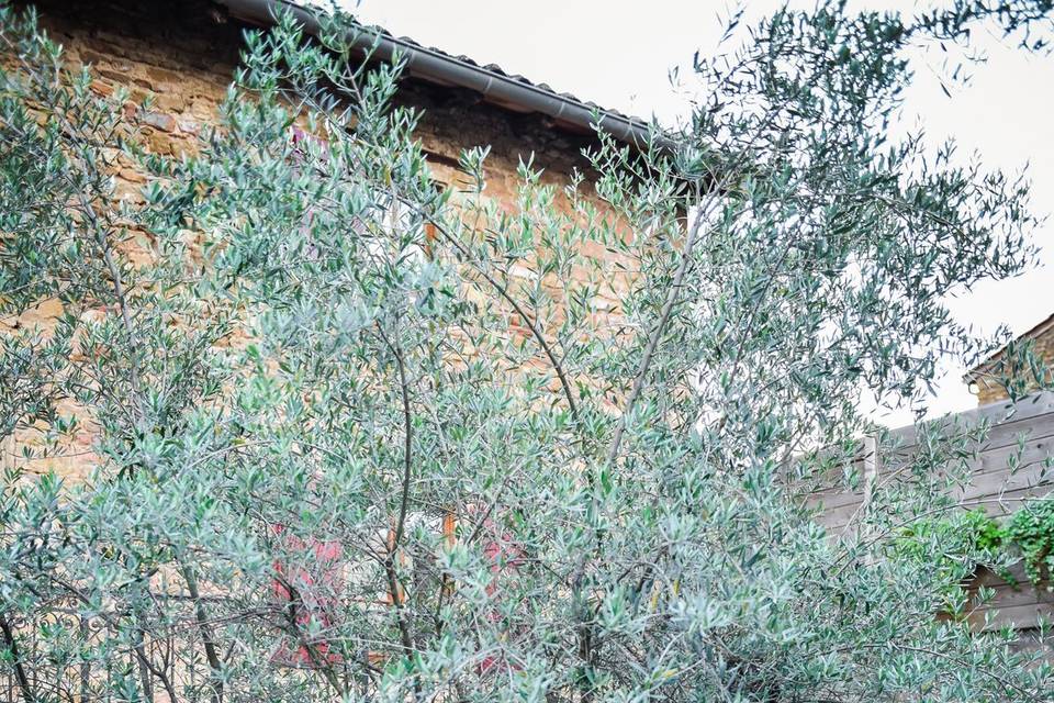 L'olivier décoré