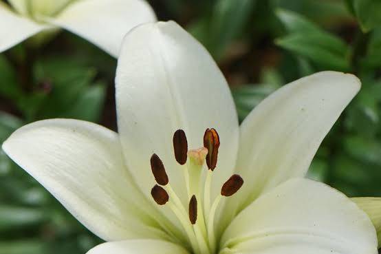 Lys blanc