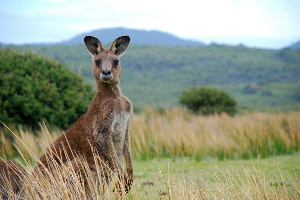 Voyage sur-mesure en Australie