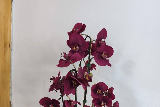 Orchidée