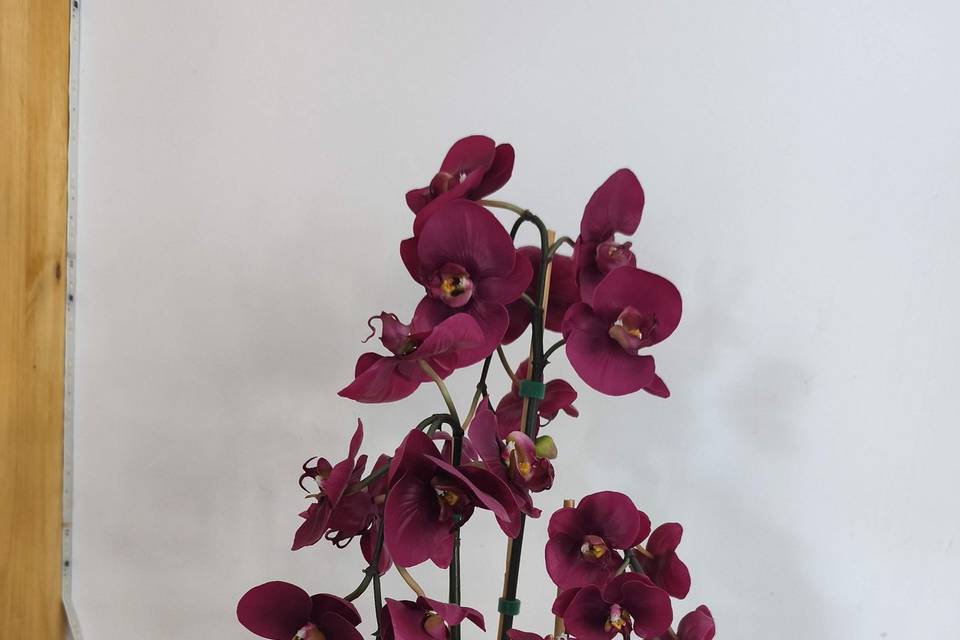 Orchidée