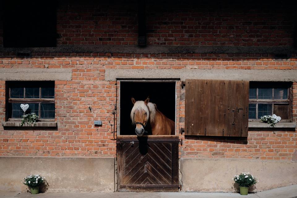 Le chef des lieux : le cheval