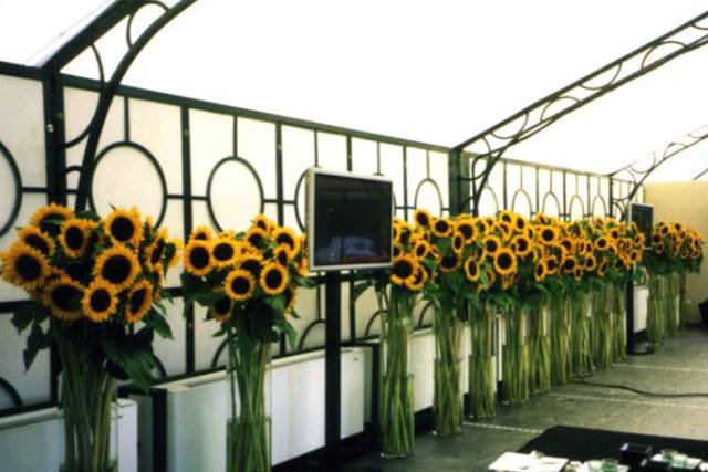 Tournesols