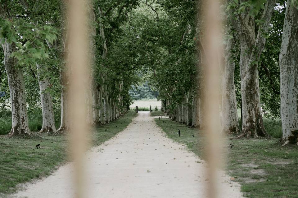 Allée de platanes