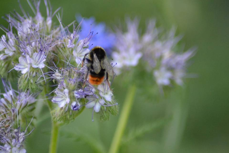 Fleurs d'été