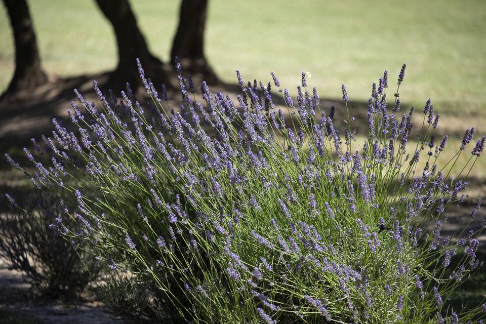 Jardin