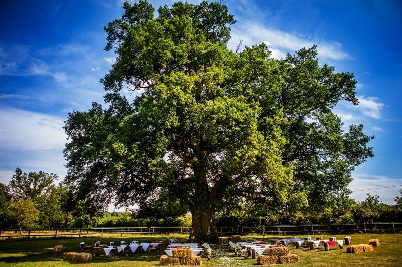 Cérémonie laïque sous l'arbre