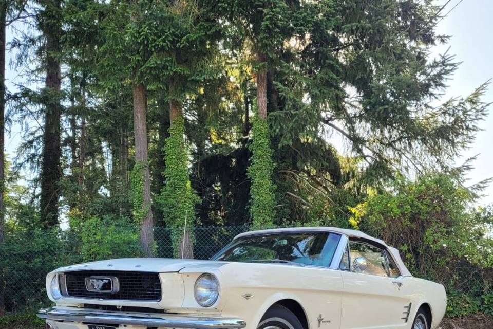 Mustang blanche mariage Chevre