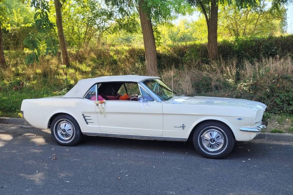 Mustang cab decoree