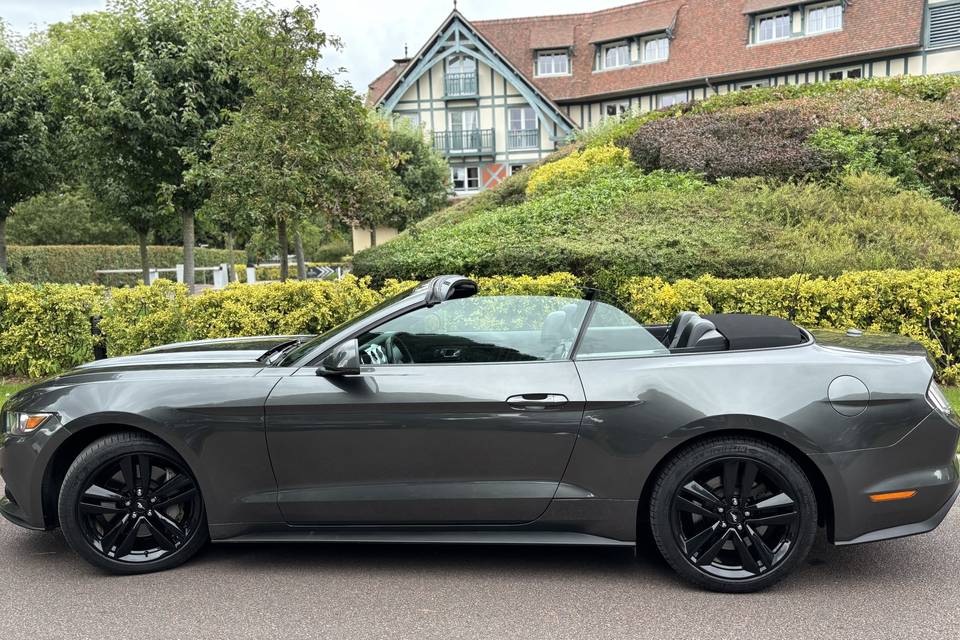 Mustang grise