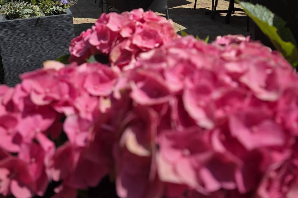 Notre Terrasse