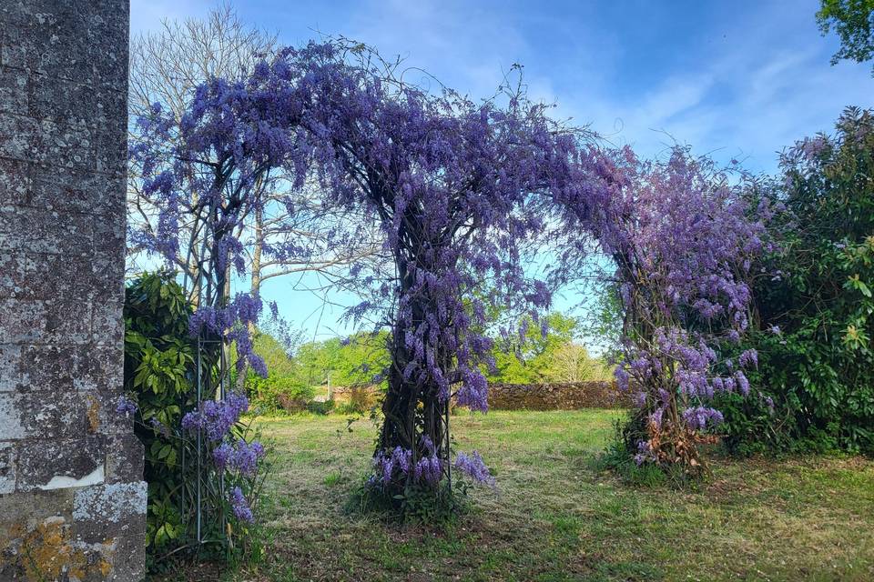 Glycine chapelle
