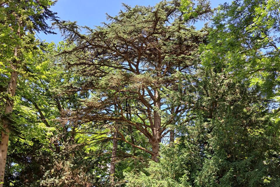 Les animaux de la forêt