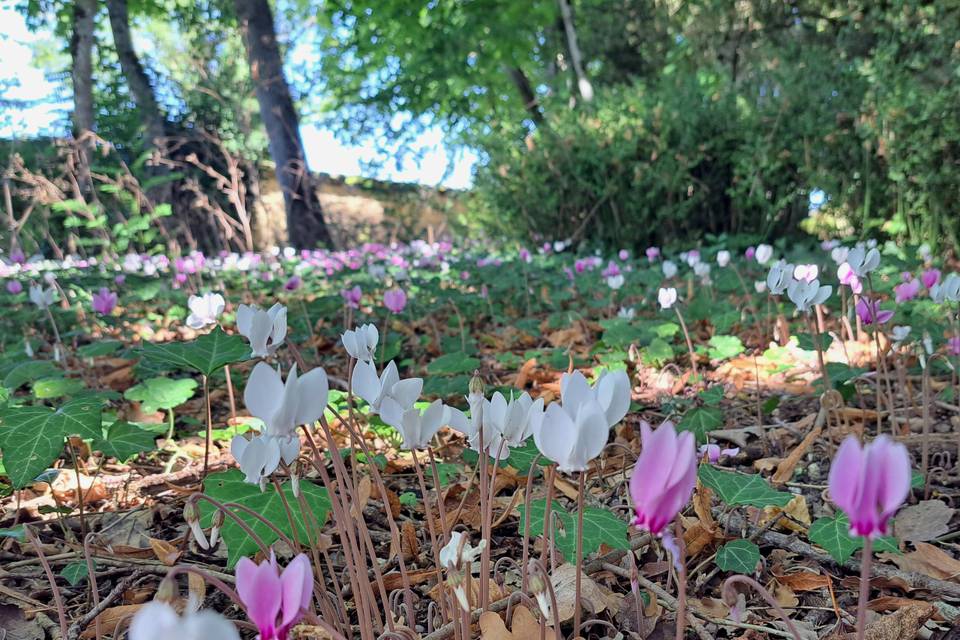 Tapis de fleurs en Automne