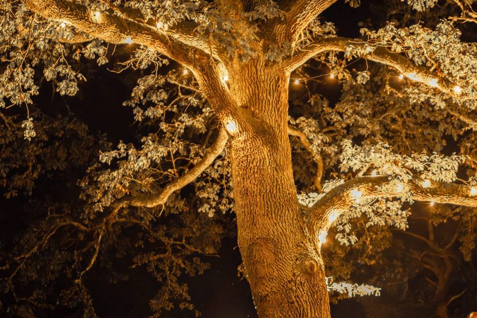 Nina Dulin Photography