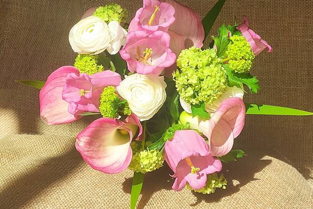 Rose, Fleurs et Plantes