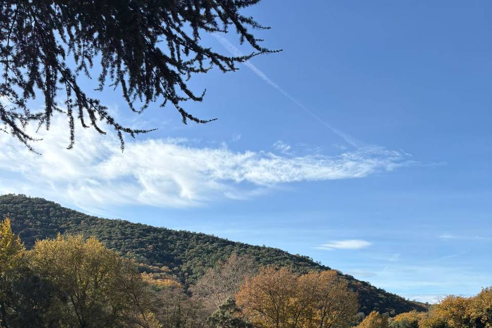 Les vignes