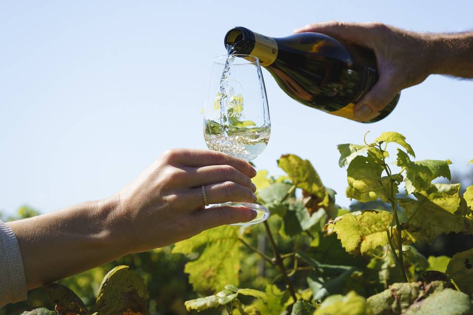 Dégustation de vins