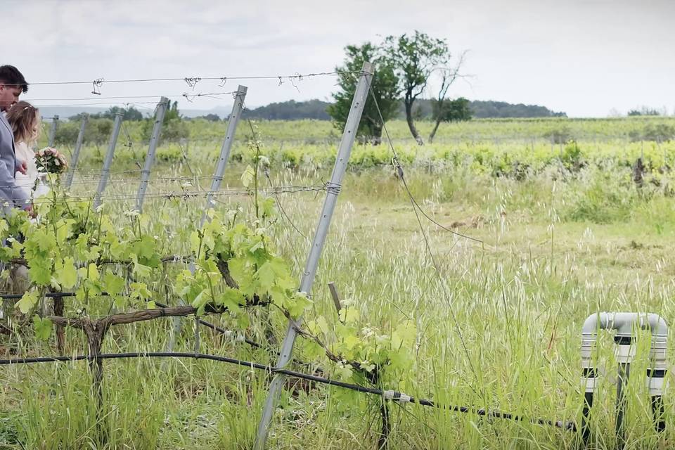 Plans dans les vignes
