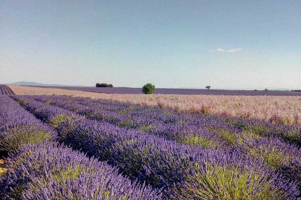 Gordes