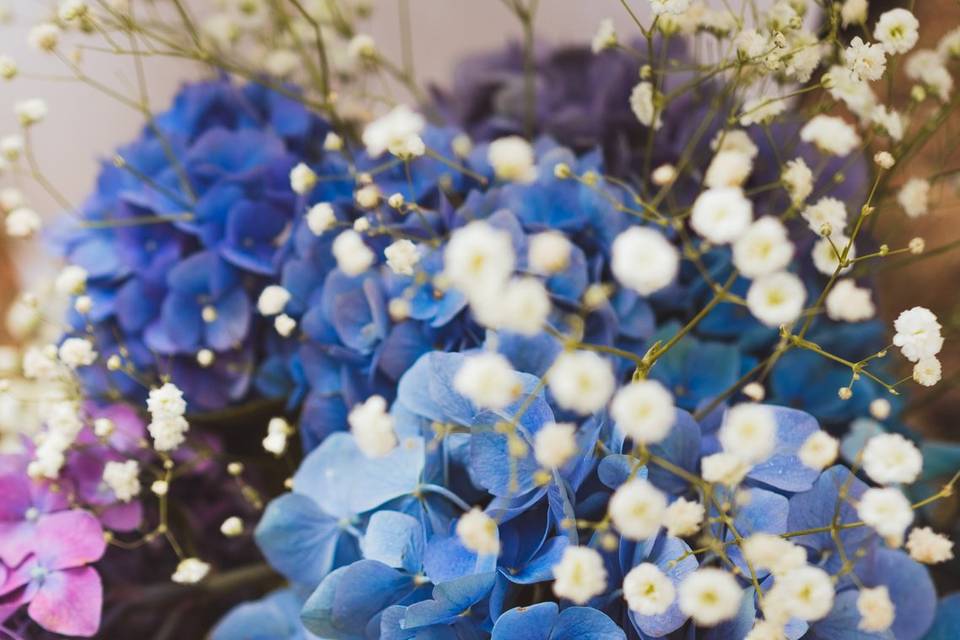 Hortensias