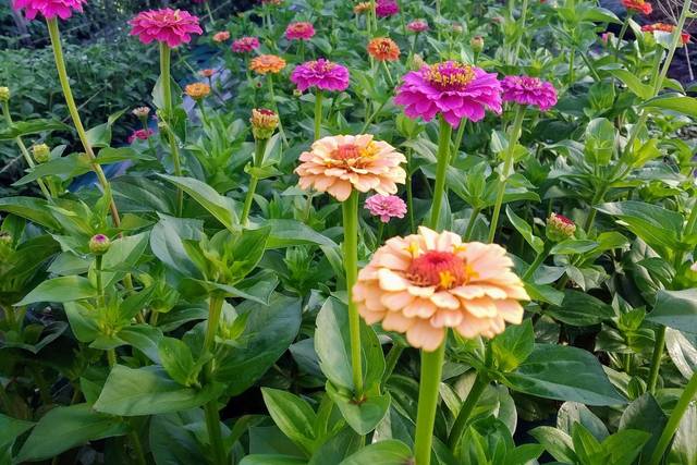 Juin zinnia