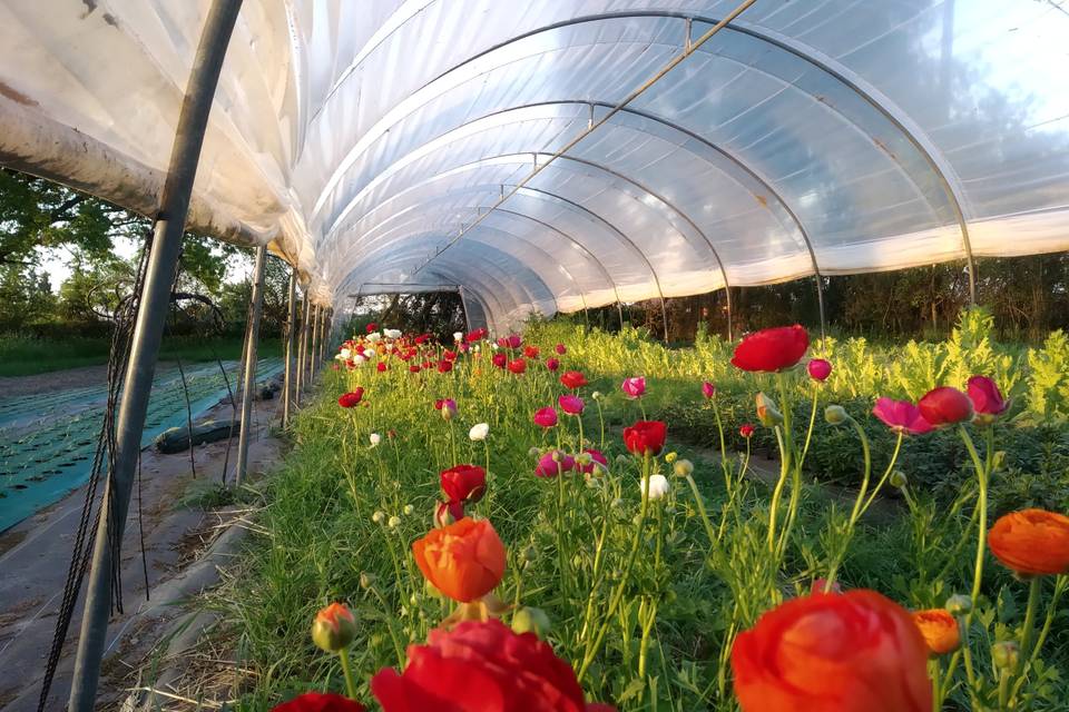 Fleurs du Brionnais