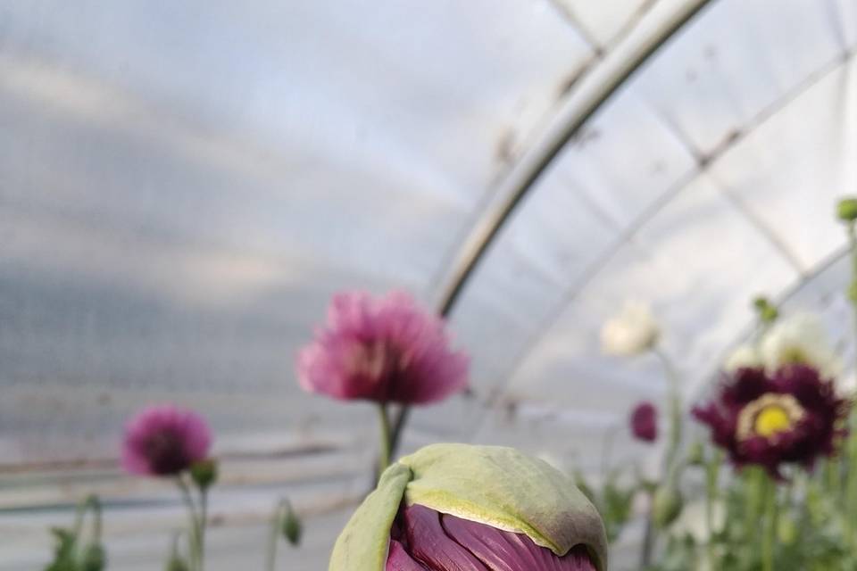 Fleurs du Brionnais