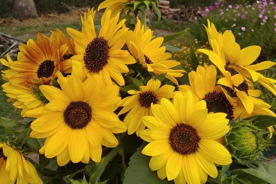 Fleurs du Brionnais