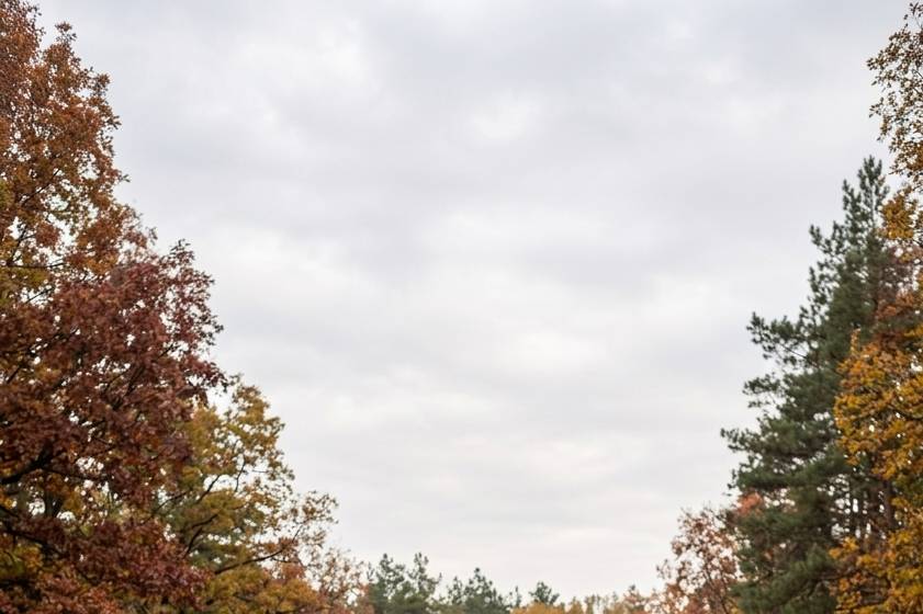 En forêt