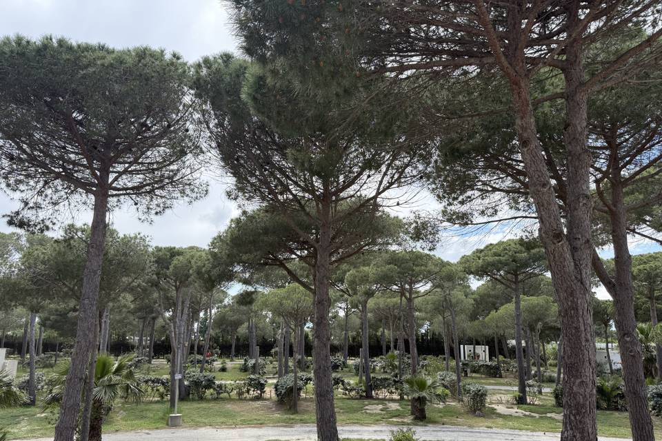 Pinède
