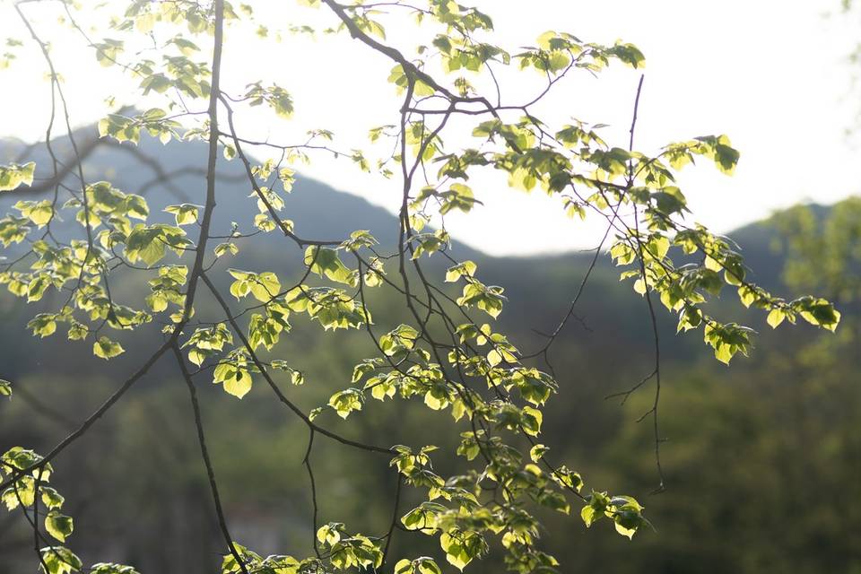 A l'ombre des feuilles