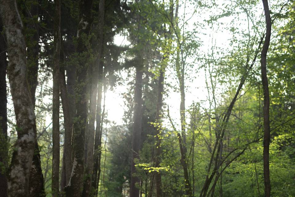 Chemin en bordure de ruisseau