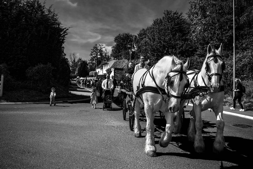 Chevaux du Boulonnais