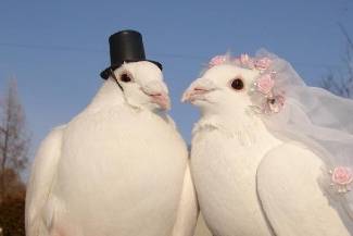 Pigeondemariage